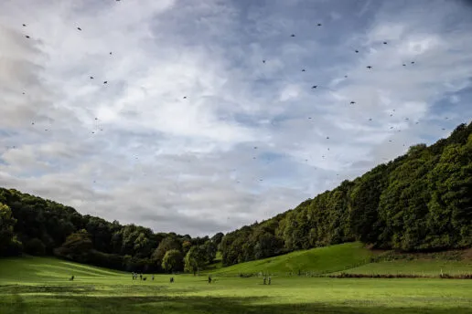 Sporting Pheasant & Grouse UK